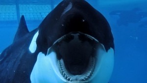 Blackfish (2013) by The Critical Movie Critics