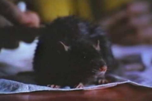 Ben – Top 10 Movie Rodents