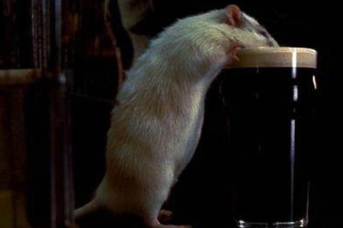 Hubert Flynn – Top 10 Movie Rodents