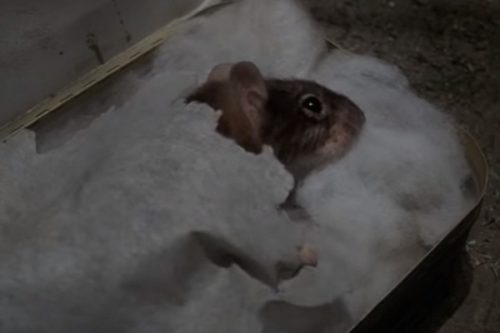 Mouse – Top 10 Movie Rodents