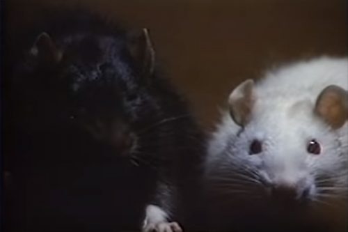 Socrates and Ben – Top 10 Movie Rodents